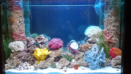 Небольшой морской аквариум