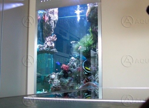 Морской аквариум встроенный в стену
