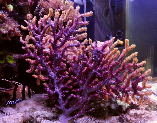 Обитатели аквариумов типа мягкий риф