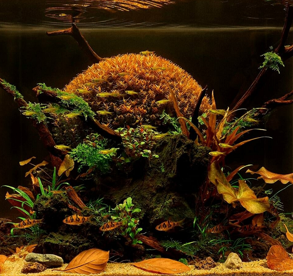 Биотопный аквариум