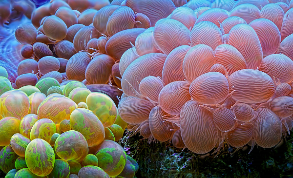 Обитатели для аквариума с жесткими кораллами