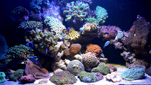 Обитатели аквариума жесткий риф фото